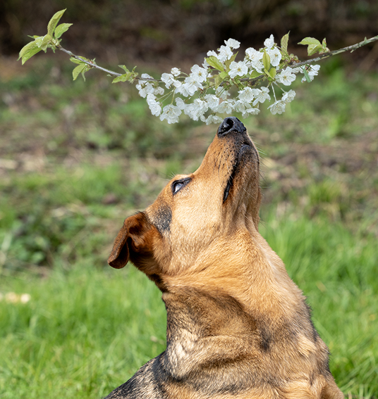 Ein kleiner Dackelmischling aus Erdmannhausen schaut nach oben und schnuppert neugierig an einem herunterhängendem Ast mit Kirschblüten.