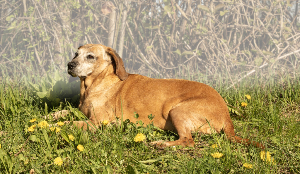 Kata, eine ältere Bayrische-Schweisshund-Dame liegt aufmerksam vor einem Gebüsch auf einer Wiese mit blühendem Löwenzahn