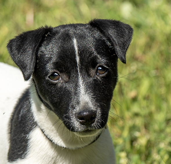 Portrait eines Jack Russel Welpens.
Sein niedlicher Kopf ist Schwarz mit einer weissen Linie die sich vom Scheitel bis zur Nase zieht, zur Nase hin dicker wird und die ganze Nase weiss einrahmt.