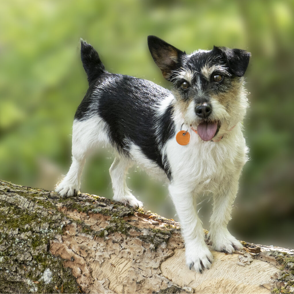 Ein pfiffiger dreifarbiger Rauhaar Jack Russel steht auf einem Baumstamm. Das rechte Ohr ist aufgestellt und das linke ist umgeklappt