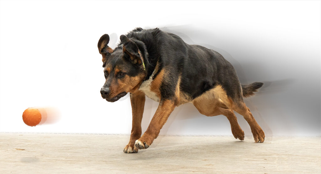 Bell, eine elegante aber kraftvolle Mischung aus Schäferhund, Berner Sennenhund und Rottweiler springt in hohem Tempo einem orangenen Kunststoffball hinterher