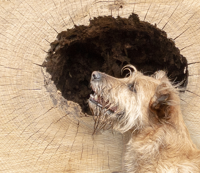 Portrait einer Mischlings-Hundedame, die vor einem hohlen, abgesägten Baumstamm sitzt. Hund und Stamm haben annähernd die selbe Farbe, nur das dungle Loch des Stammes bildet einen Kontrast