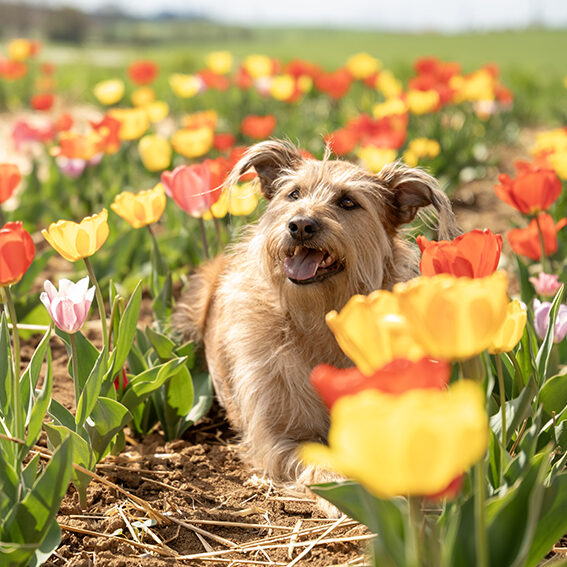Ein beigefarbener mittelgroßer Mischlingshund mit langem Fell sitzt aufmerksam in einem Feld von gelben und roten Tulpen