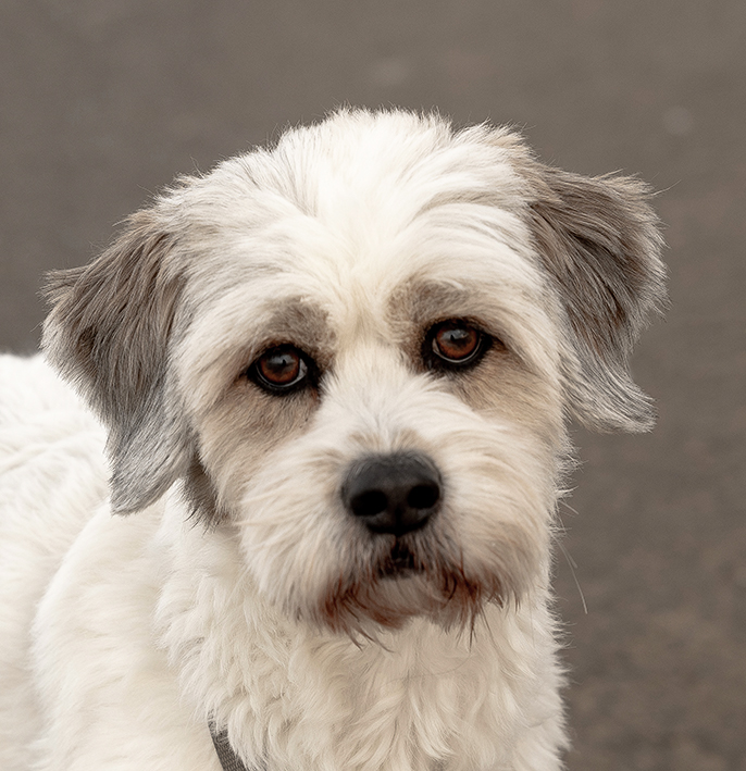 Portrait eines sehr süßen kleinen Terriers in chamoix mit hellbraunen Ohren und Augenringen vor einem farblich passenden Hintergrund