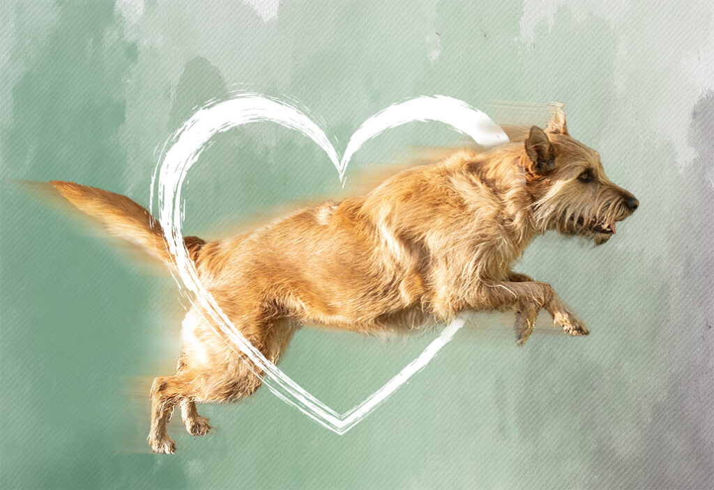 Beigefarbener Mischlingshund mit mittellangem Fell springt vor einem grünlichen Aquarellhintergrund durch ein weisses Herz