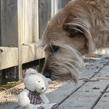 Der kleine Stoffteddybär wird von einem Mischlingshund beschnüffelt