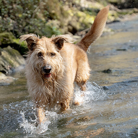 Ein brauner langhaariger Mischlingshund dem die Haare in allen Richtungen abstehen plantscht durch einen kleinen Fluss und lässt das Wasser hochspritzen
