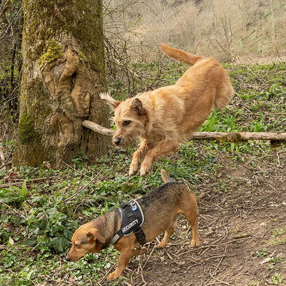 Im Wald ist ein Hindernis aus einem kleinen Ast aufgebaut. Die große Mischlings-Hündin Bonny springt darüber, aber Felix, der kleine Dackelverschnitt mit einem Security-Brustgeschirr nimmt die sichere Variante und läuft unten durch.