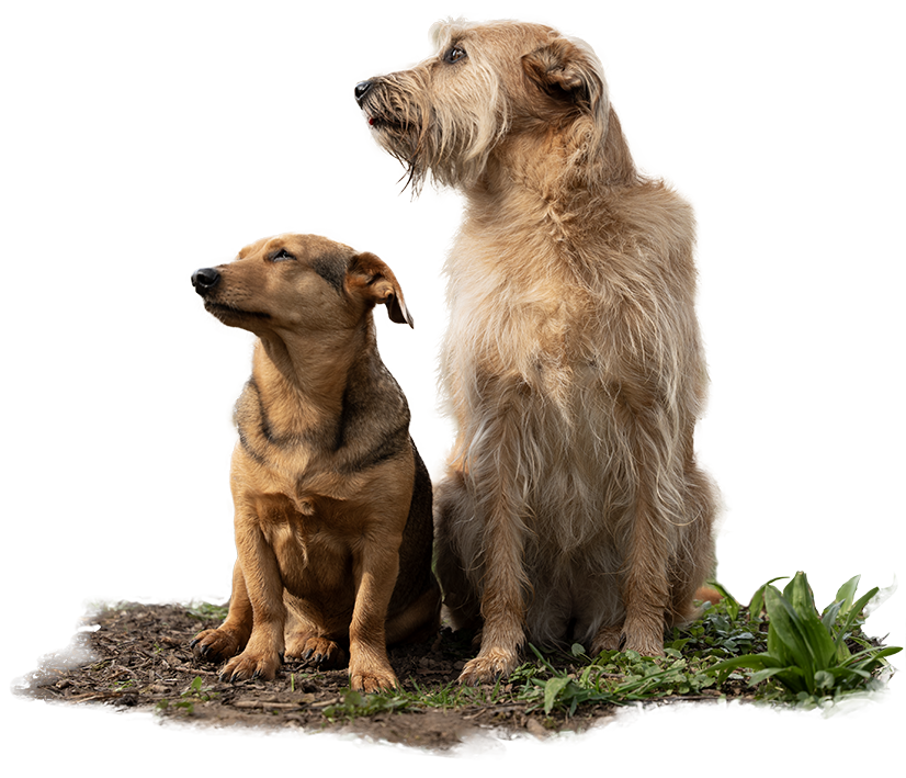 Zwei Hunde, ein mittelgrosser champagnerfarbener Terrier-Mix und ein kleiner brauner Dackel-Mischling, sitzen vor weißem Hintergrund und schauen beide nach links.