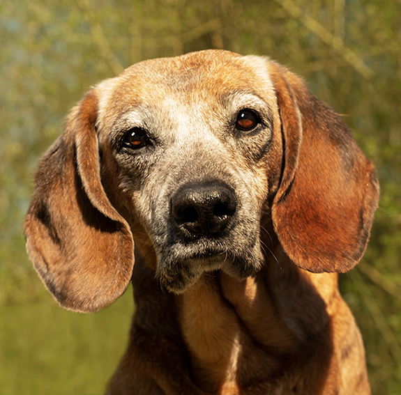Portrait einer älteren Bayerischer-Schweisshund-Dame. Der Bokeh-Hintergrund stellt den Kopf der Hündin frei