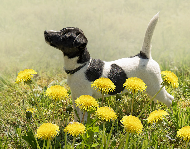 Das ist mein Lieblingsbild: Ein kleiner total süßer Jack Russel Welpe steht bis zum Bauch wie ein Vorsteh-Hund in einer Wiese mit blühendem Löwenzahn