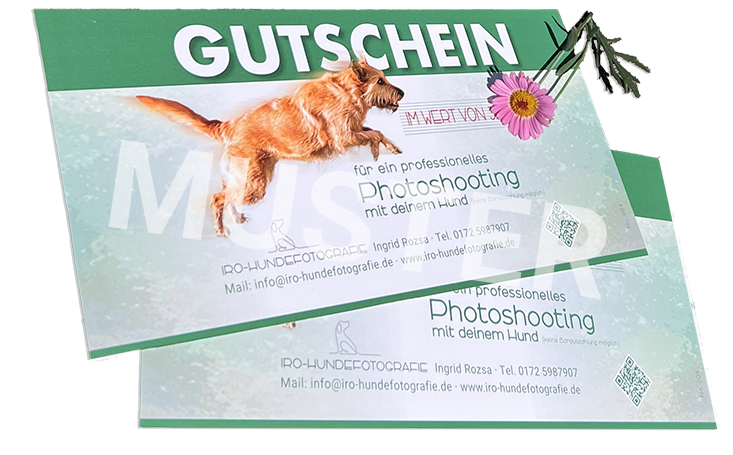 Abgebildet sind zwei Gutscheine über ein professionelles Photoshooting für Hunde. Auf den Gutscheinen ist das Bild eines durch die Luft springenden Hundes. auf den Gutscheinen liegt eine rosa farbige Margerite.