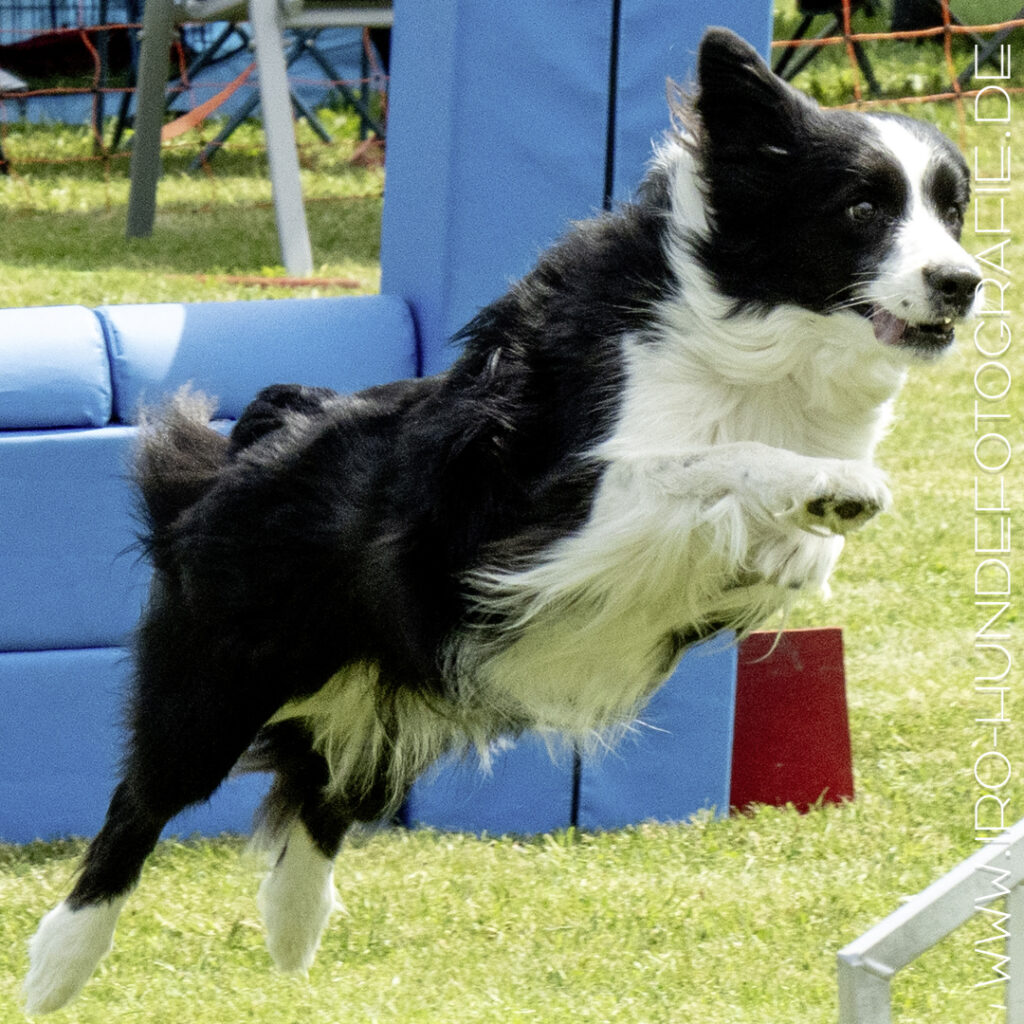Ein schwarz-weisser mittelgroßer Hund springt durch die Luft über ein Hindernis