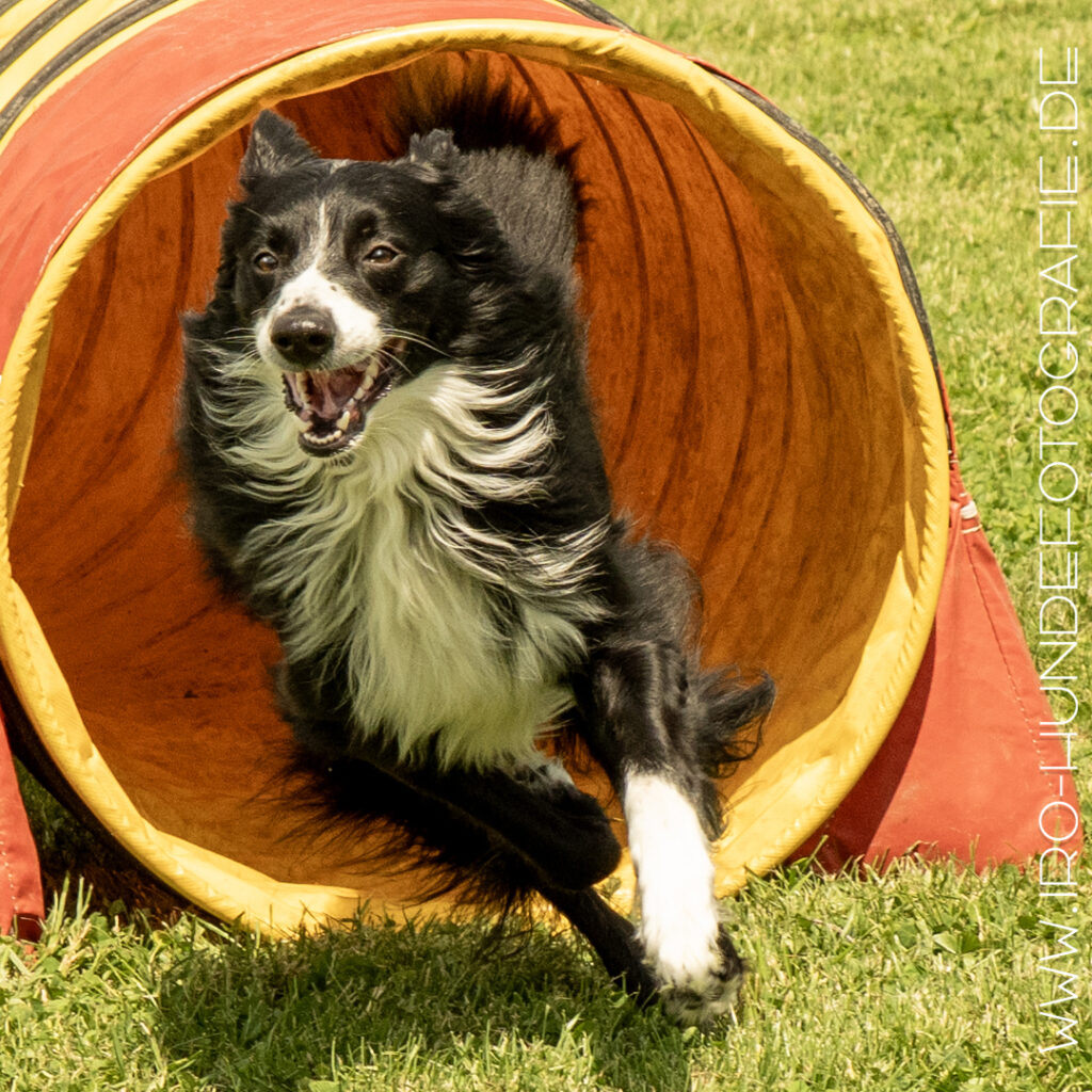 Ein großer schwarz-weisser Hund kommt blitzschnell aus einem orangefarbenen Stofftunnel galoppiert. Seine langen Haare wehen durch die Luft.