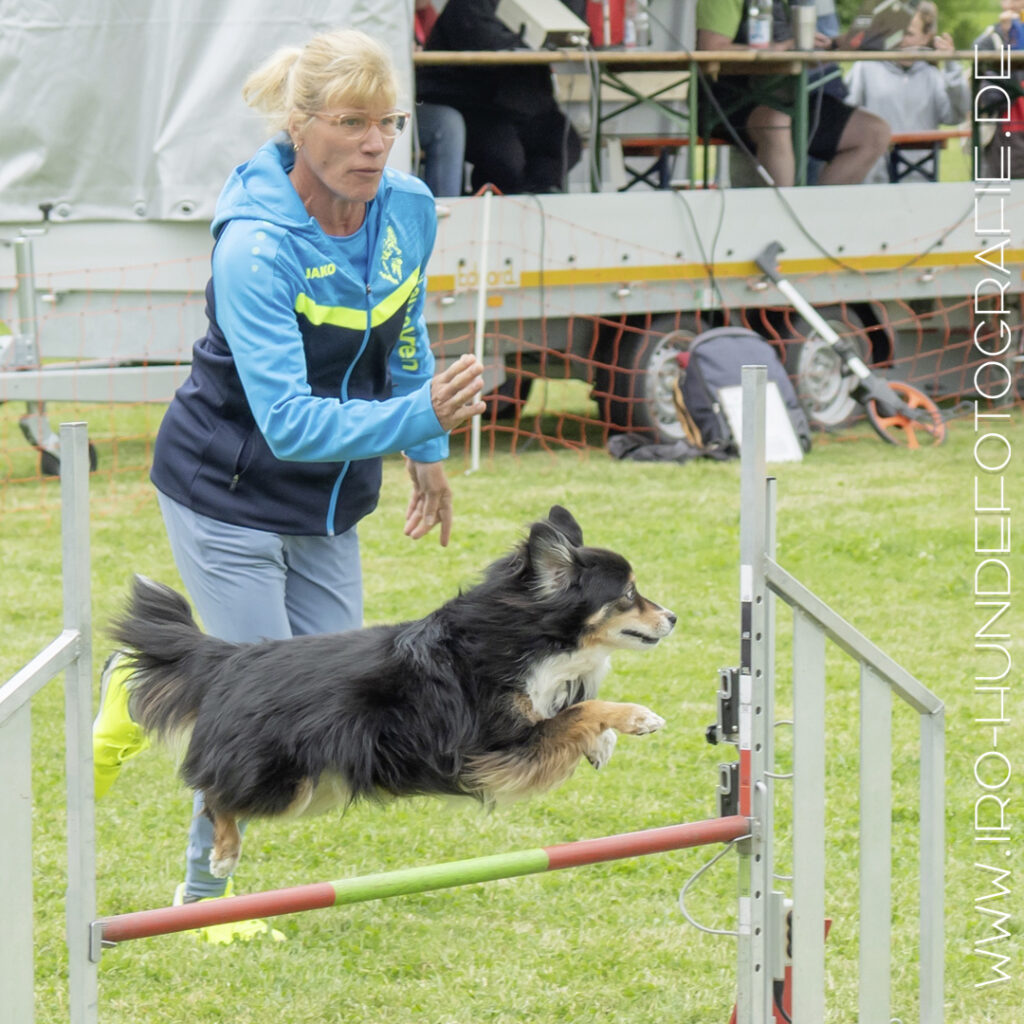 Eine Blonde Frau weist ihrem Mini-Aussie den Weg durch den Agility-Parcours während sie mit ihm mitrennt. Der Mini Australian Shepherd springt gerade hoch in die Luft über einen Steilsprung.