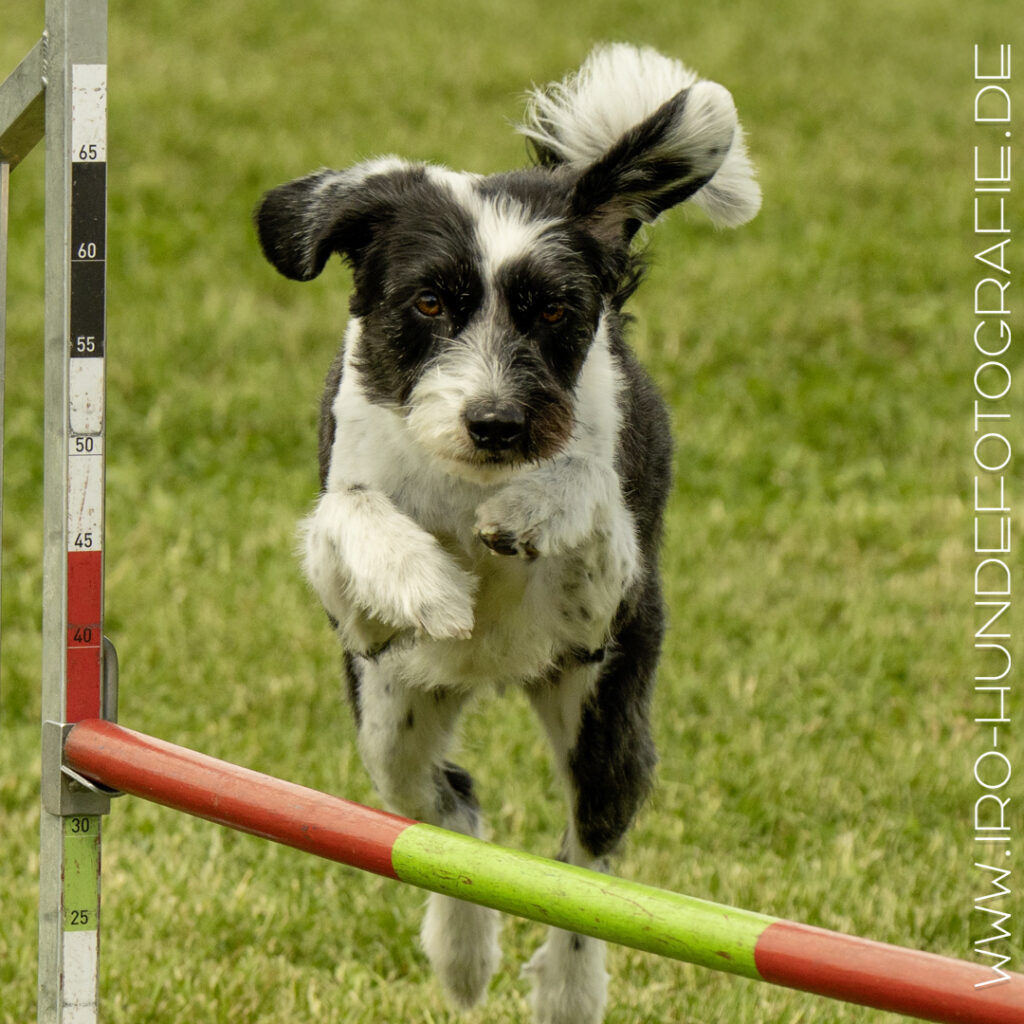 Ein süßer kleiner schwarz-weisser Terrier springt wie ein Gummiball über einen grün-roten Sprung.
Die Vorderpfoten sind dicht an die Brust gezogen.