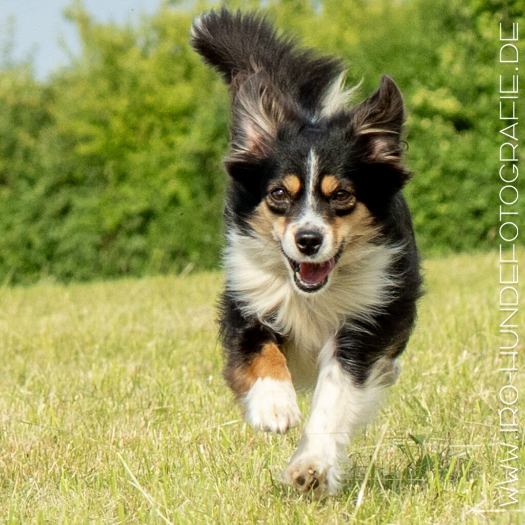 Der bildschöne dreifabige Mini-Aussie galoppiert auf uns zu.