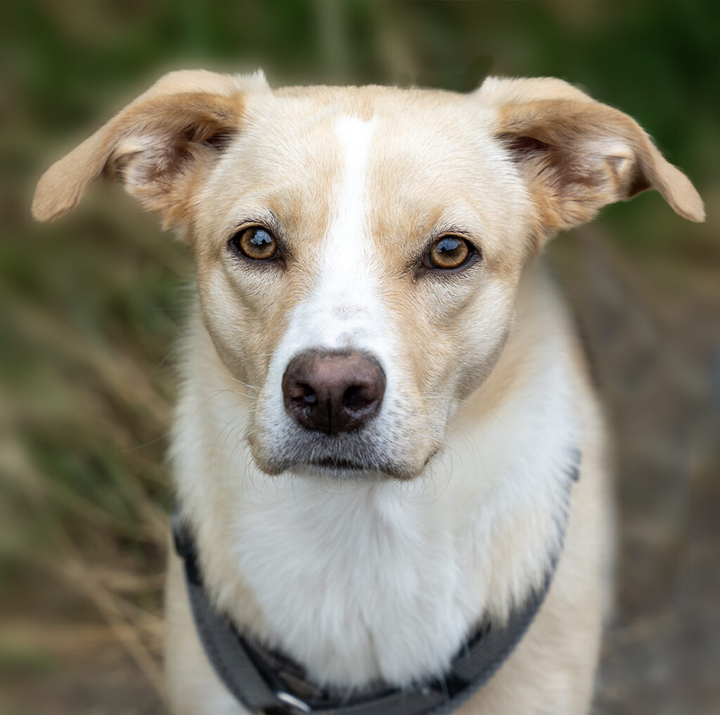 Portrait eines wunderbaren Hundes aus der rumänischen Tierrettung. Seine bernsteinfarbenen Augen passen perfekt zu seinem beige/weissen Fell.