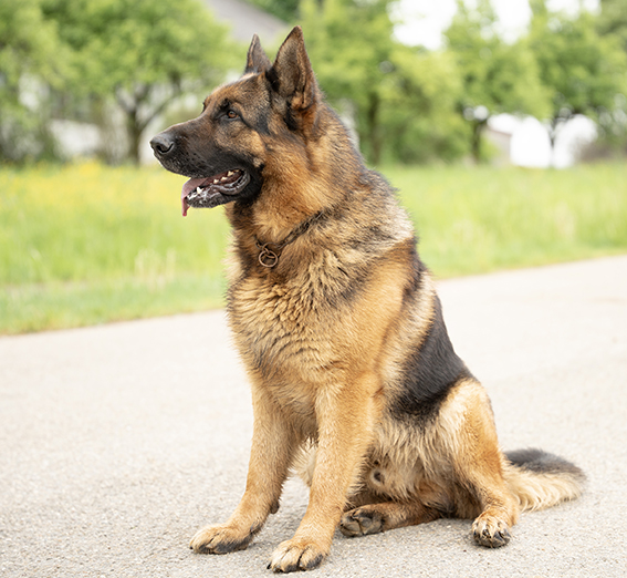 Ein wunderschöner Schäferhund-Rüde sitzt am Straßenrand vor einer Wiese mit Bäumen.