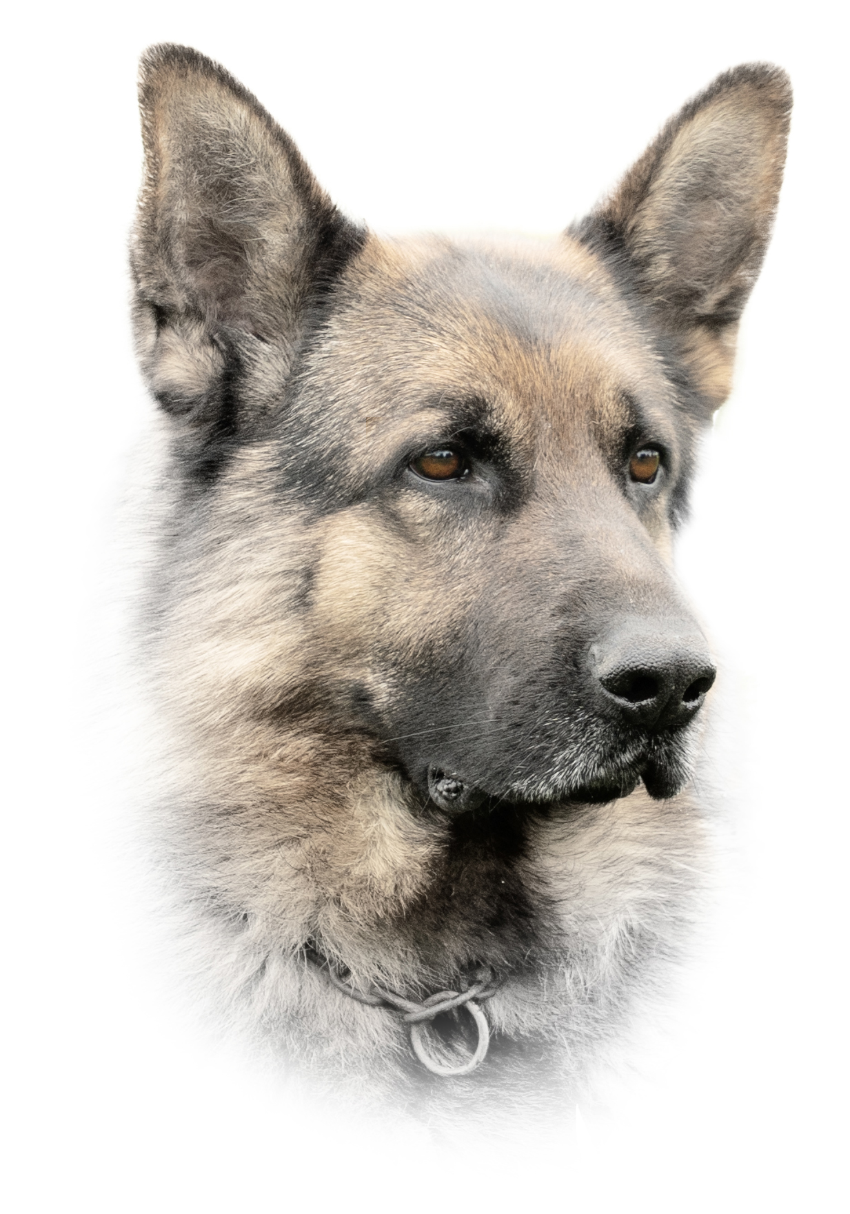 Portrait eines Schäferhundes vor weissem Hintergrund. Seine braunen Augen leuchten den Betrachter an.