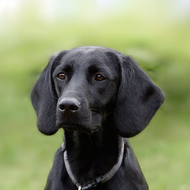 Portrait von Sheela, einer schwarzen Labrador-Hündin. Sie schaut den Betrachter mit leuchtend braunen Augen aufmerksam an. Der grüne Hintergrund im Bokeh-Stil trennt die Hündin deutlich vom Hintergrund